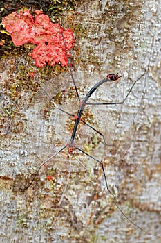 Walking stick - Oreophoetes peruana photo