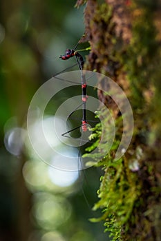 Walking stick - Oreophoetes peruana photo