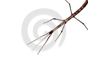 Walking stick (Phasmatodea)