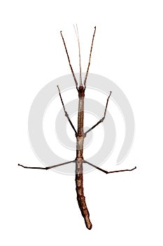 Walking stick (Phasmatodea) top view photo