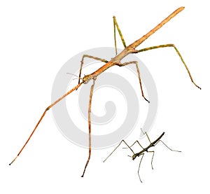 Walking sticks. Asian walking stick Phasmina insect. Imago and nympha photo