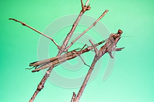 The Walking Sticks camouflaged like a twig.