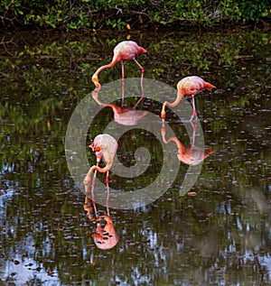 Walking on Stilts