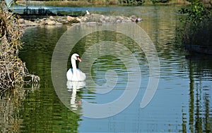 Walking storks flying around a lake on a green background