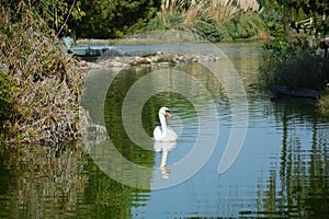 Walking storks flying around a lake on a green background