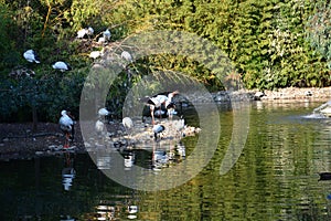 Walking storks flying around a lake on a green background