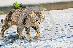 Walking stray tabby cat in Turkey, Giresun photo