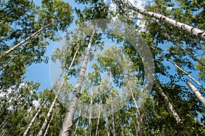 Summer birch wood