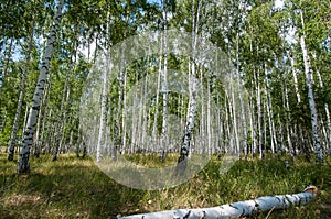 Summer birch wood