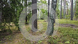 Walking in Summer Forest Off Trail