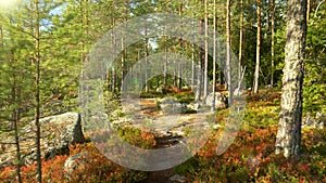 Walking through sunset forest in Repovesi national