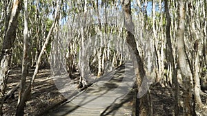 Walking on a swamp boardwalk in Mackay, weeping paperback Melaleuca Leucadendra, Australia