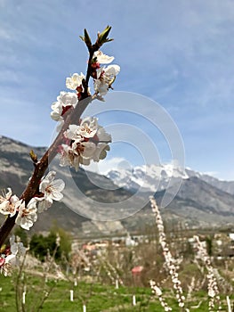 Walking among the Swiss apricot orchards in Valais