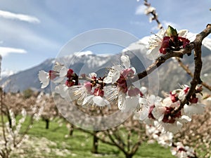 Walking among the Swiss apricot orchards in Valais