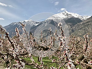 Walking among the Swiss apricot orchards in Valais