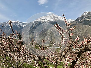 Walking among the Swiss apricot orchards in Valais