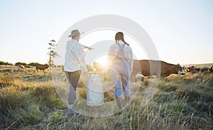 Walking, teamwork or farmers farming cattle on field harvesting poultry livestock in small business. Dairy production