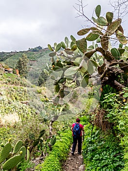 Walking from Tejeda to Teror village on Gran Canaria, Canary Islands, Spain