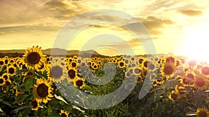 Walking Thru a Sunflower Field. Seamless Loop