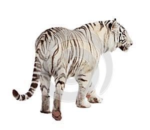 Walking tiger. Isolated over white photo