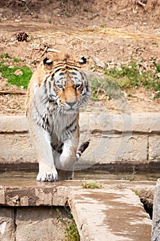 Walking tiger in outdoors. Wildlife animal portrait, nobody