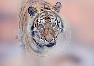 Walking Tiger portrait