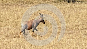 A walking topi antelope in masai mara