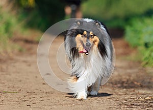 Walking toward black collie dog protrait in nature