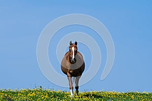 Walking towards front and centre a horse in a filed of Yellow wild flowers