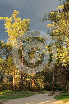 Walking track along the Yarra River in Warrandtye in Melbourne, Australia