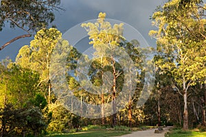 Walking track along the Yarra River in Warrandtye in Melbourne, Australia