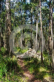 Walking track through the eucalyptus forest, Mount Macedon, Australia