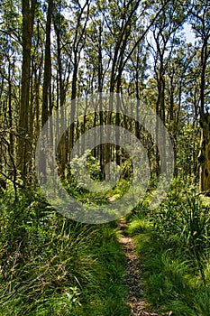 Walking track through the eucalyptus forest, Victoria, Australia