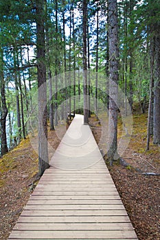 Walking track inside forest