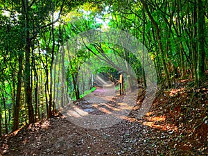 Walking track in Karura forest