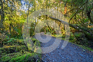 Walking track leading to forest at Lake matheson, South Island New zealand.