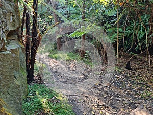 Walking track through native Australian vegetation and gum trees