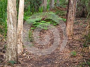 Walking track - Wilsons Promontory