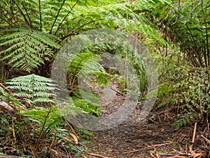 Walking track - Wilsons Promontory