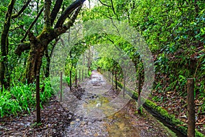 Walking trail along the levadas in the mountains of Madeira, Portugal