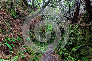 Walking trail along the levadas in the mountains of Madeira, Portugal