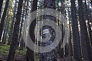 Walking trail background. Yellow and white forest path on brown tree trunk. Guide sign made with paint on hiking trail