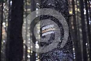 Walking trail background. Yellow and white forest path on brown tree trunk. Guide sign made with paint on hiking trail