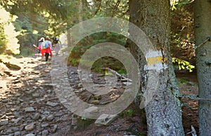Walking trail background. Yellow and white forest path on brown tree trunk. Guide sign made with paint on hiking trail