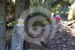 Walking trail background. Yellow and white forest path on brown tree trunk. Guide sign made with paint on hiking trail