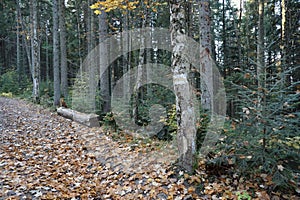 Walking trail background. Yellow and white forest path on brown tree trunk. Guide sign made with paint on hiking trail