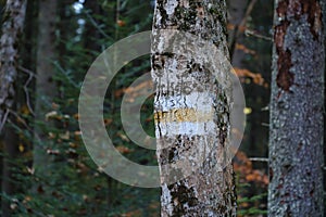 Walking trail background. Yellow and white forest path on brown tree trunk. Guide sign made with paint on hiking trail