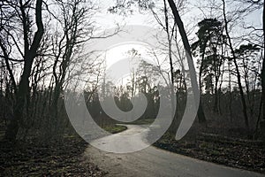 Walking trail in the Berliners\' forest recreation area at sunset in February. 12559 Berlin, Germany photo