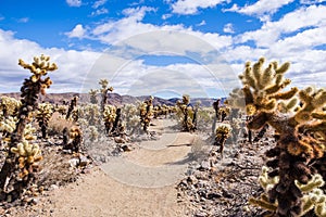 Walking trail in the Cholla Cactus Garden, one of the main attractions of Joshua Tree National Park, California