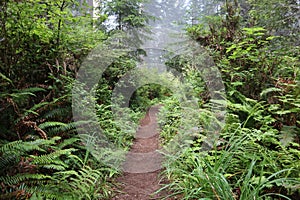 Walking trail through through ferns in a redwood forest in Humboldt County, California